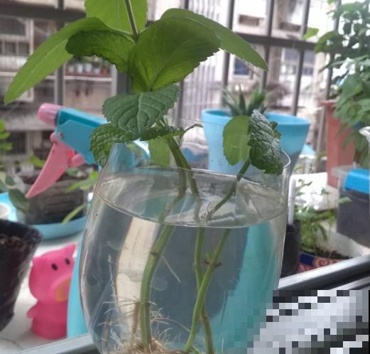 扦插最好活的花，枝条沾土就生根，不出俩月准爆盆！