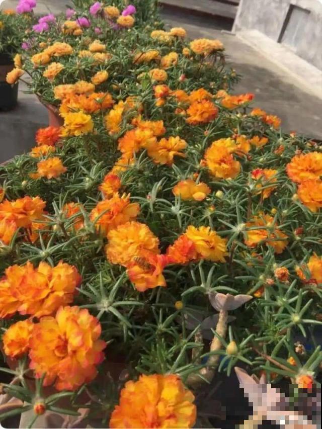 太阳花种子撒一把，能开满阳台，一年四季死不了！
