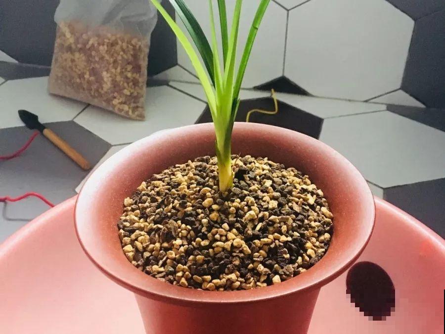 换盆时间到了，家里有这花，换完就窜新芽！