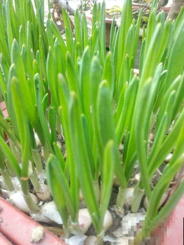 冬天懒得买菜，拎头大蒜扔水里，几天呼呼窜出好几斤蒜苗！