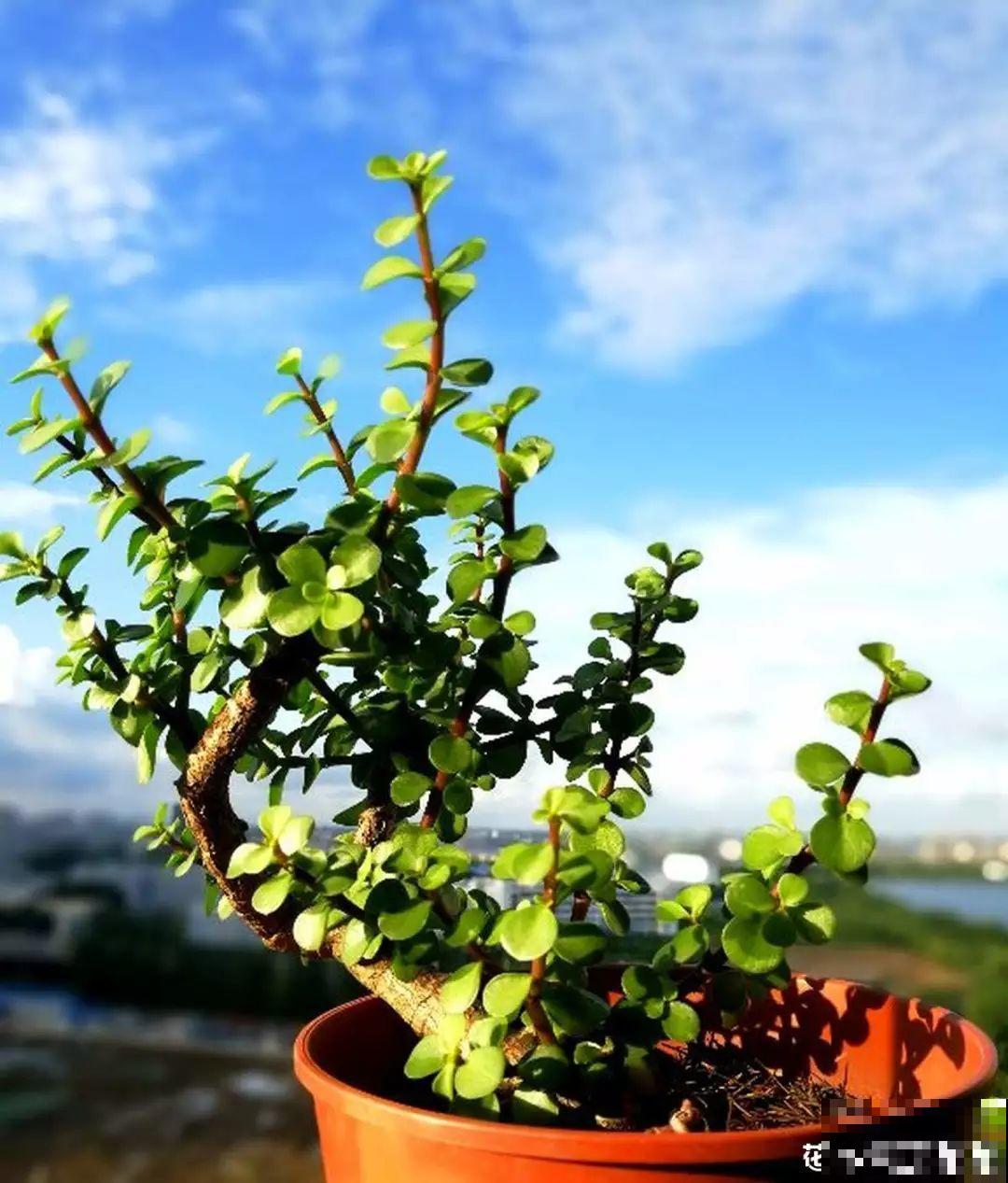 这花就用小盆养，盆越小越开花，比大盆更值钱！