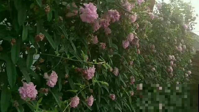 太阳花种子撒一把，能开满阳台，一年四季死不了！