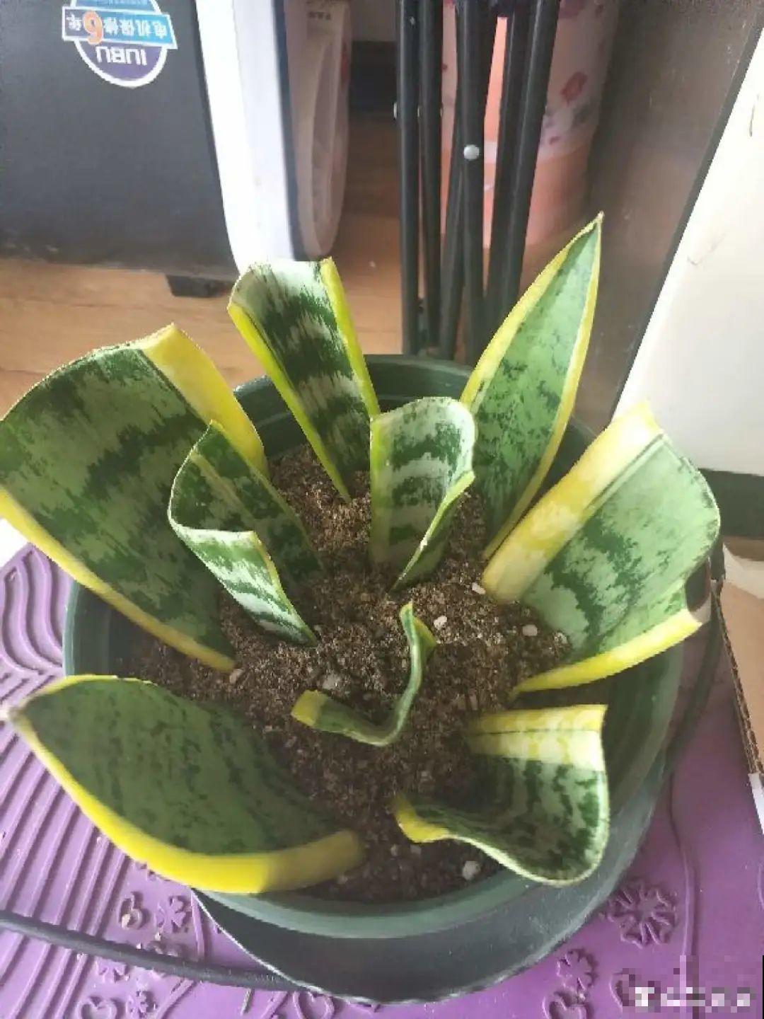开完花的蟹爪兰，叶子摘一摘，放在梳子上遇水就生根！