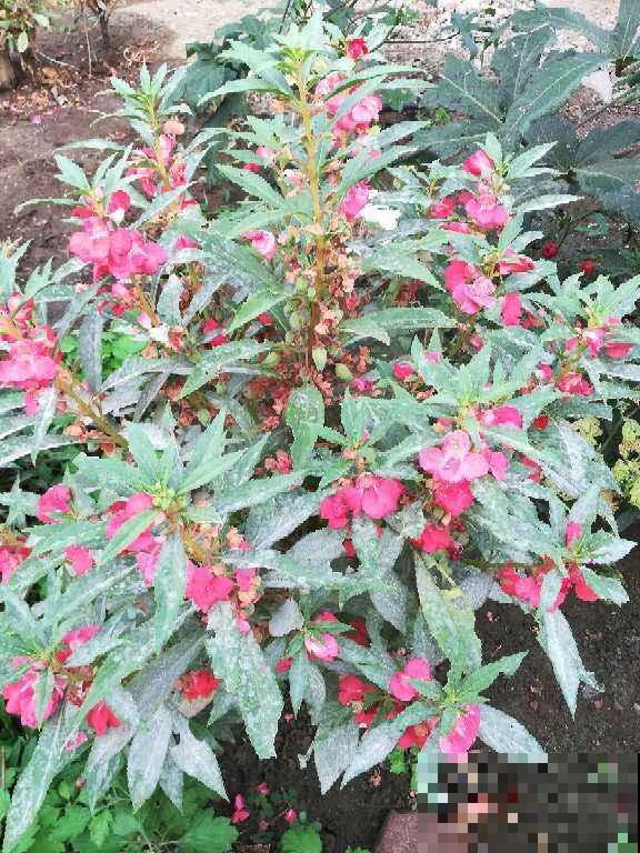 这2种花长在院子里的花，都是小时候的记忆，现在花盆里也能养
