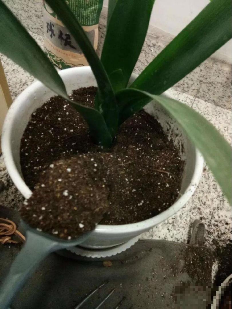 换盆土壤要消毒，往土里撒点它，袋子一捂就灭菌