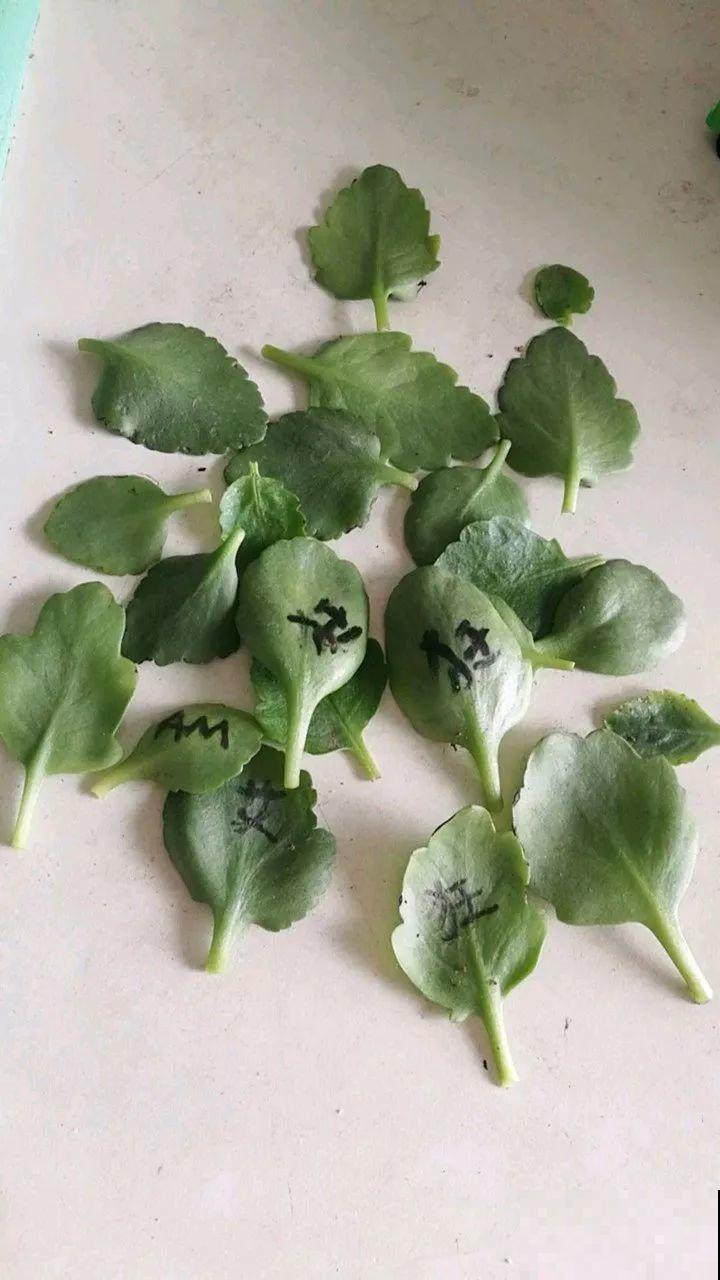 这6种花，现在扦插最好活，摘片叶子照样生根！