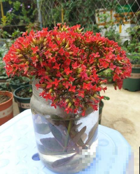 为何这些植物很少有人播种？原来是这原因，总算明白了！