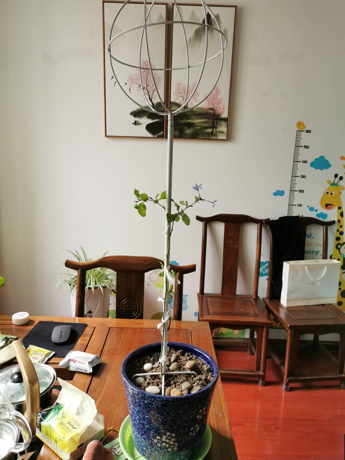 这种养花工具得会使，养花不用愁，一整年都蹭蹭长