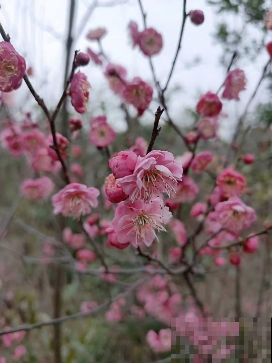 果树开花也惊艳，满枝花苞，香味清冽，你喜欢哪种？