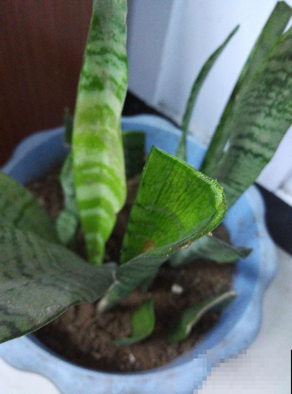这花太好活，撸把叶子撒土里，3天生根，7天长芽