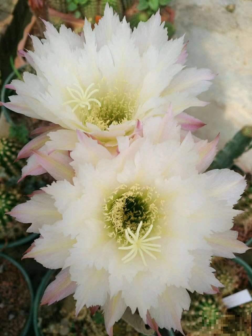 这花不开花没人看，一开花美翻了，邻居全都跑来看