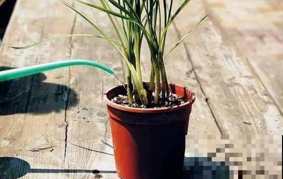 正确的换盆步骤，跟着操作，换完花儿长得旺！