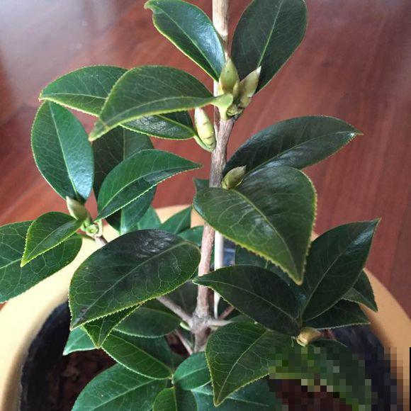 公认最难养的花，不开花则已，一开花比月季还惊艳！