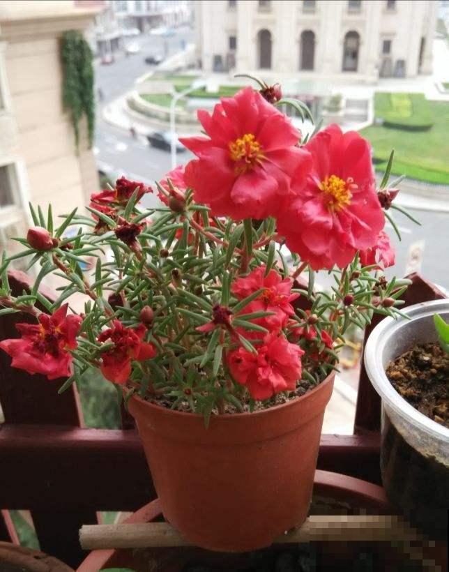 这花特耐晒，光照越强，长得越旺，还特爱爆盆