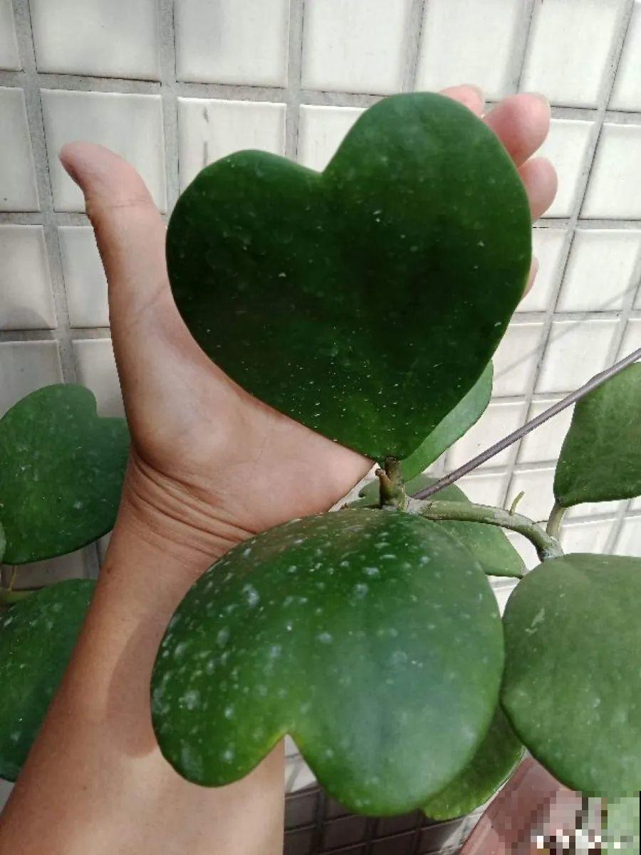 开完花的蟹爪兰，叶子摘一摘，放在梳子上遇水就生根！