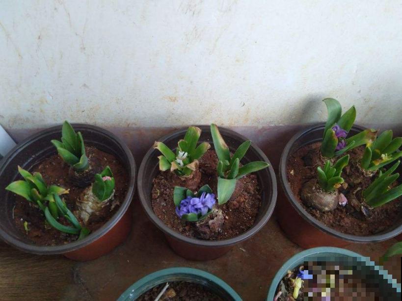 你家球根植物只能开一次？原来是这原因，这么做明年还能开！
