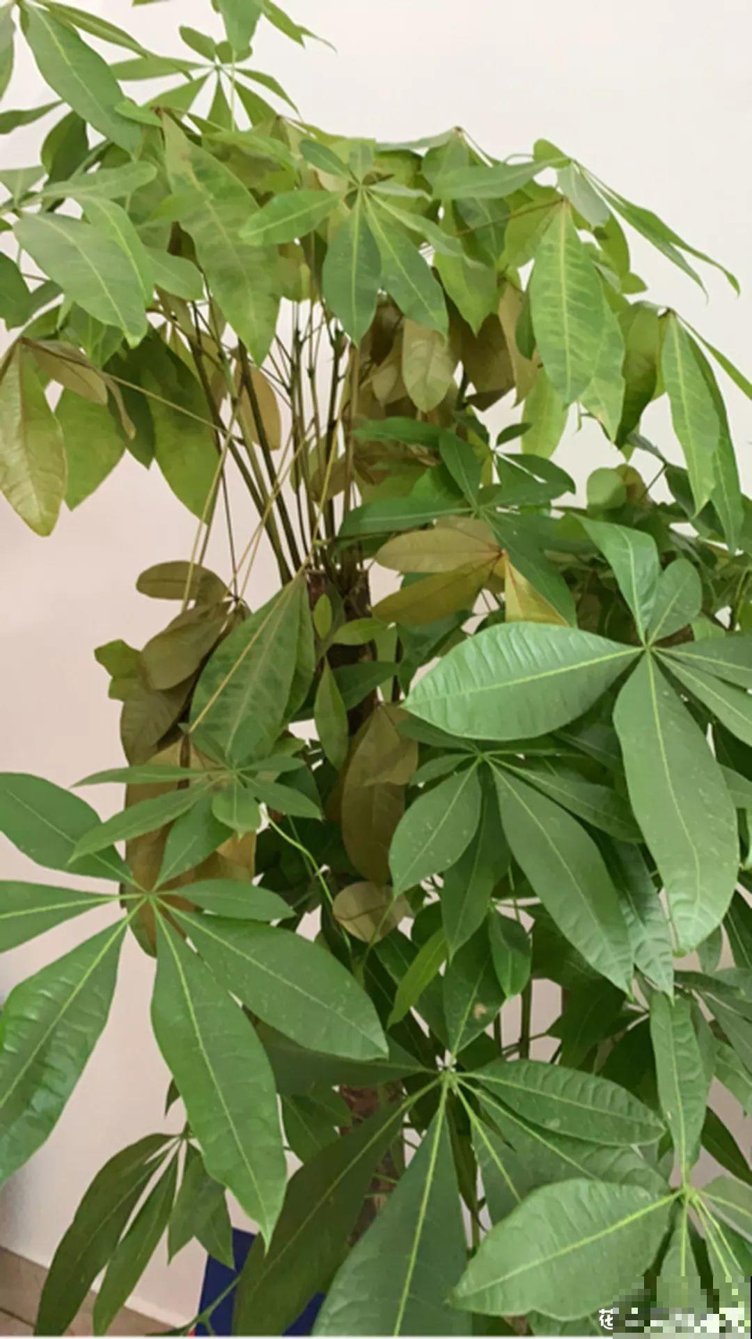 给花狠心剃光头，新芽呼呼冒，1年变老桩！