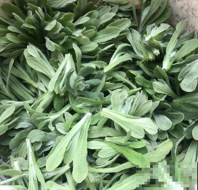 春天野菜赛黄金，教你2种做法，好吃又养生！