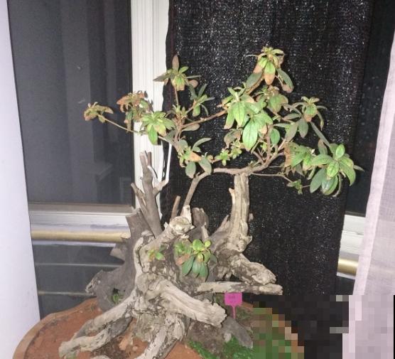 老桩杜鹃真难养，不要折腾，越折腾死得越快！