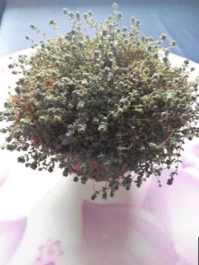 3种多肉，最适合养在阳台，蹭蹭冒芽，摁都摁不住