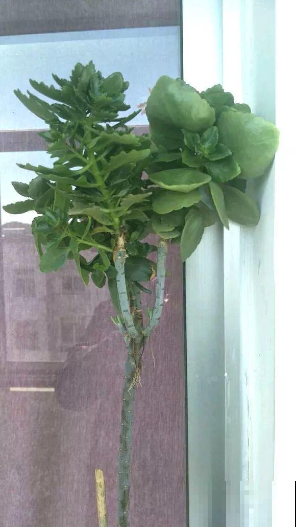 用长寿花盆里浇点它，叶片个个都巴掌大，长成2米“巨无霸”！