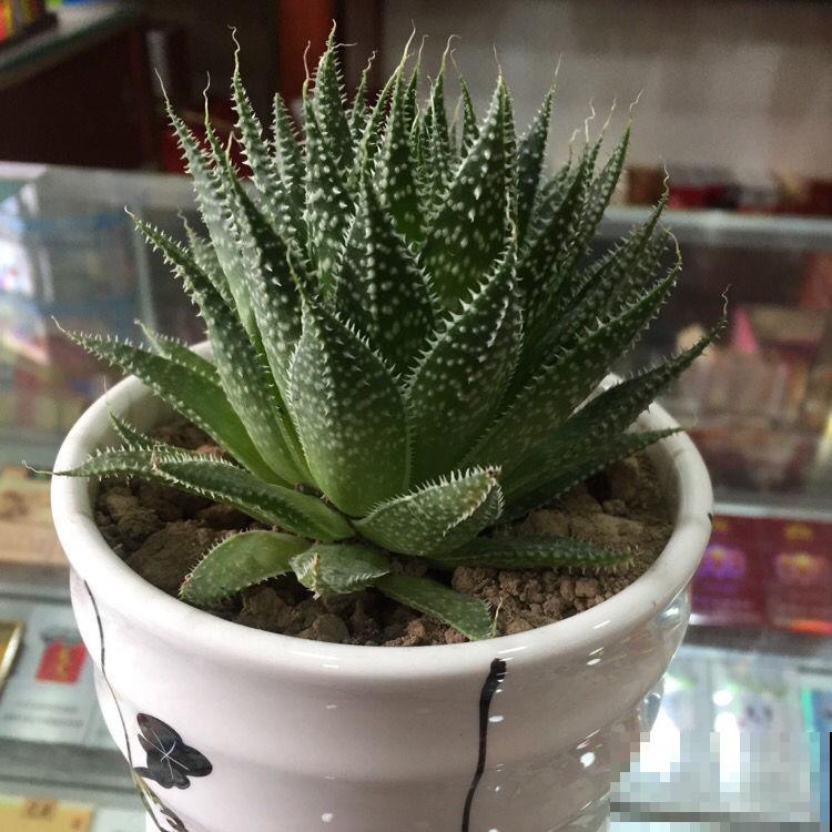 最好养的芦荟，冬天也要注意这几点，否则明年春就得扔！
