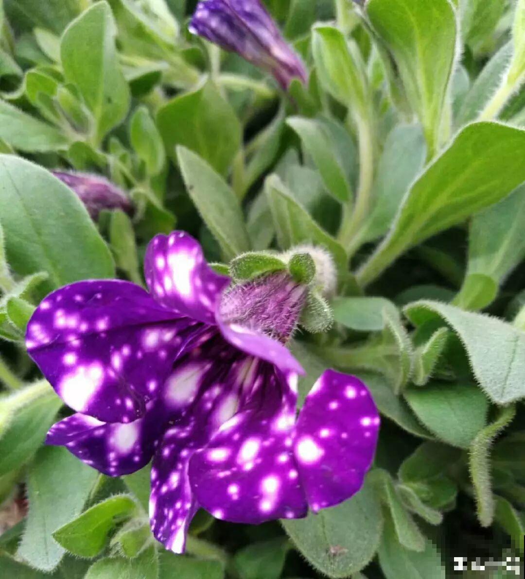 这花一旦重瓣，简直美爆了，怪不得人人爱！