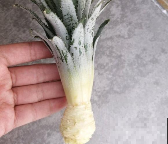 吃剩的菠萝头扔水里，居然长出了小菠萝，太神奇了！