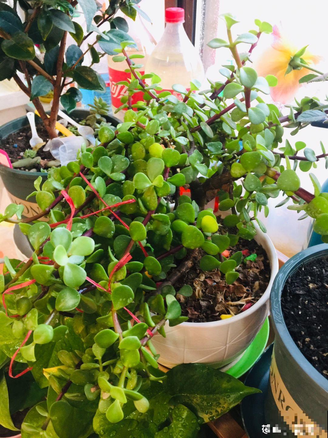 这6种花，现在扦插最好活，摘片叶子照样生根！