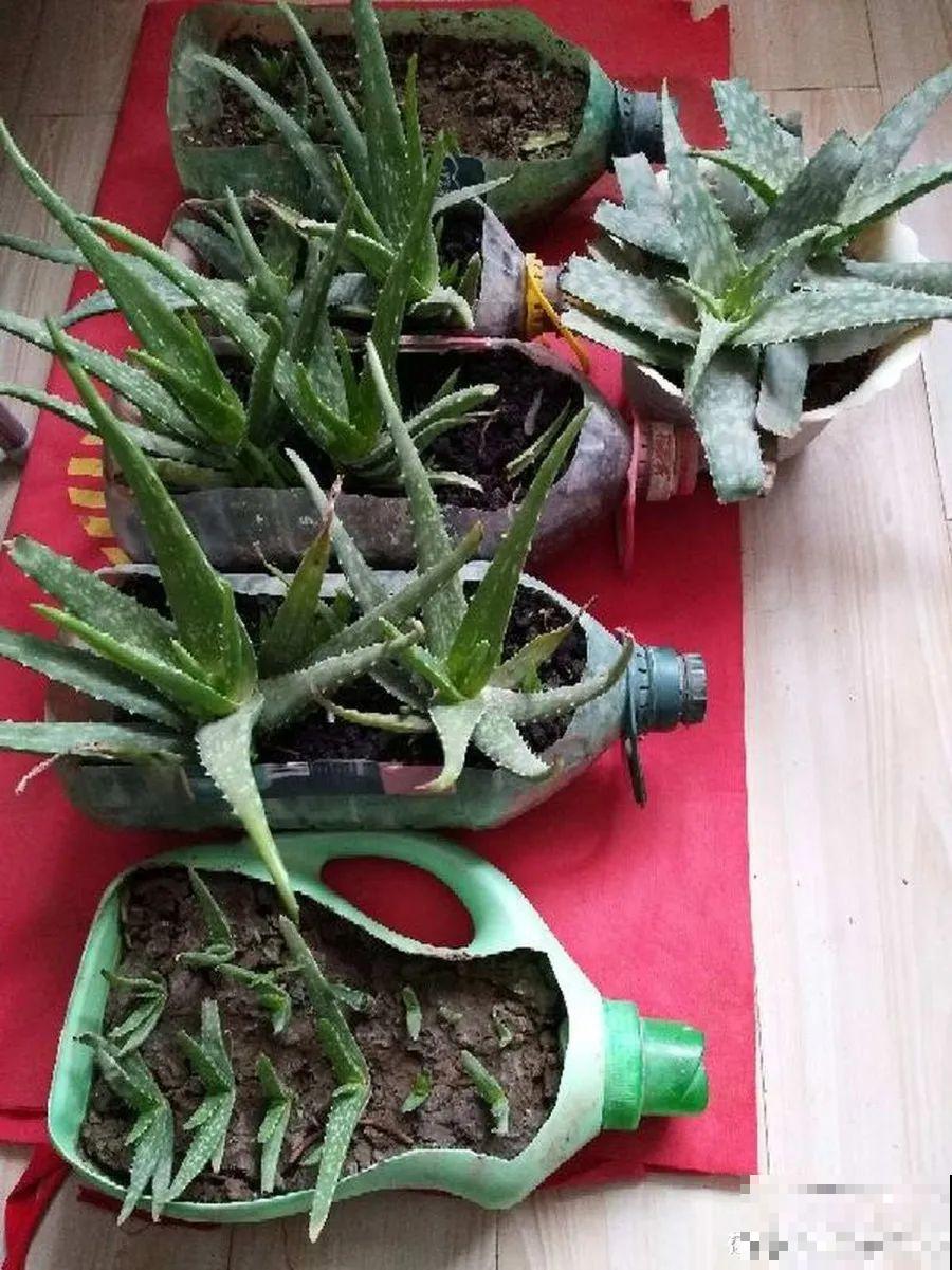 给这花换盆，土里扒出30个崽，根本不用扦插！