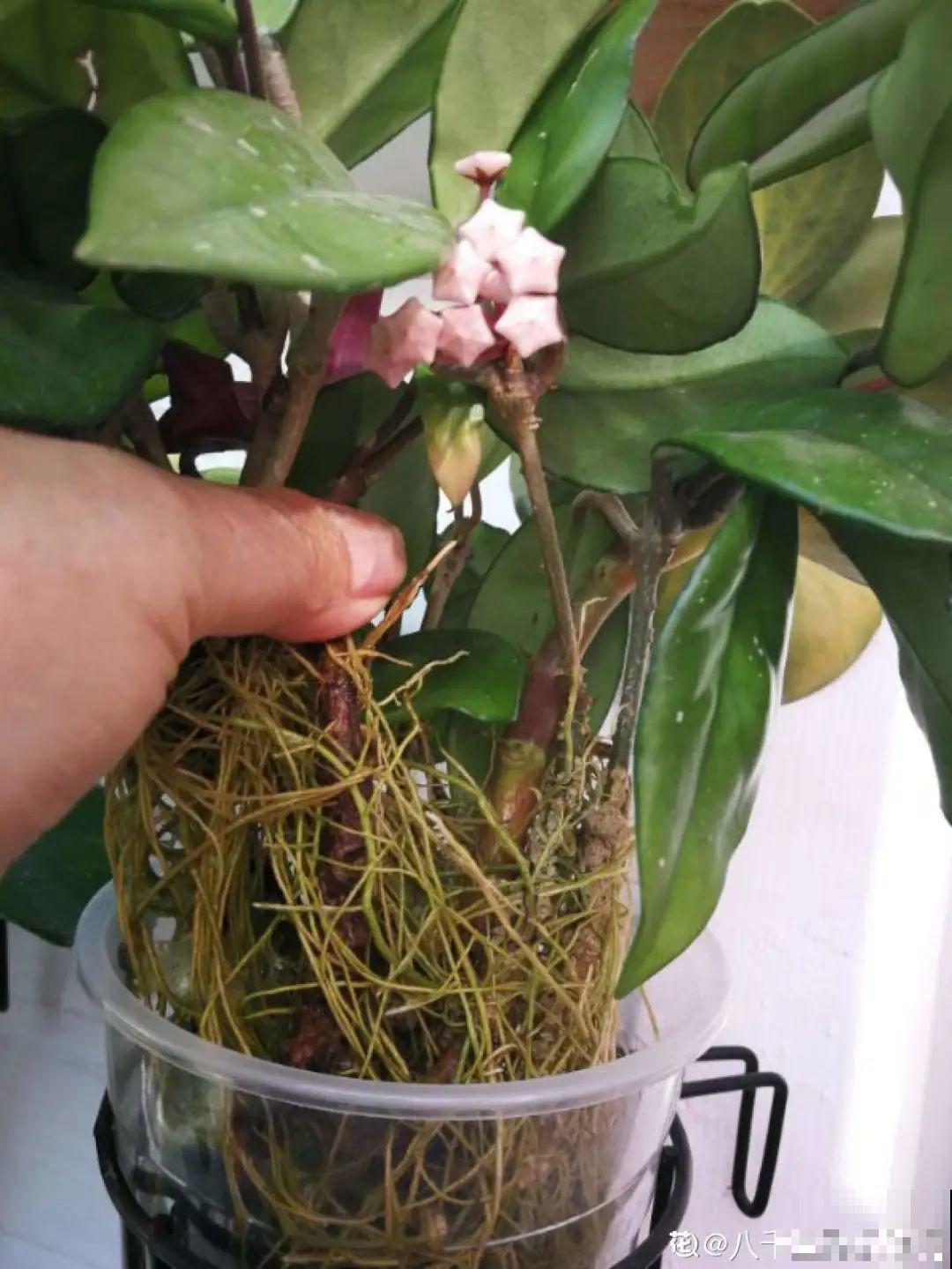 这花超耐阴，没光也能爬满墙，依次开花几十朵！