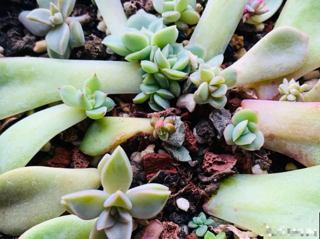 开完花的蟹爪兰，叶子摘一摘，放在梳子上遇水就生根！