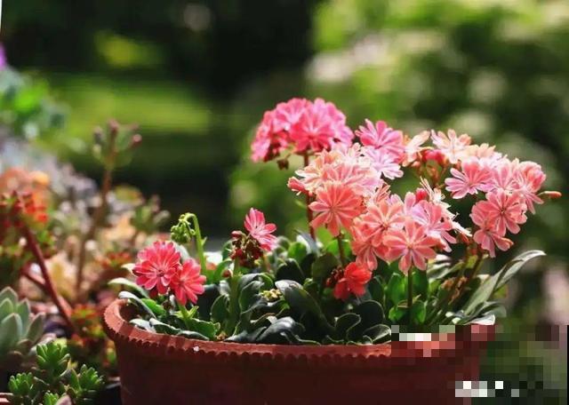 3月开始，8种花随便养，开花多长得快，新手也能养爆盆！