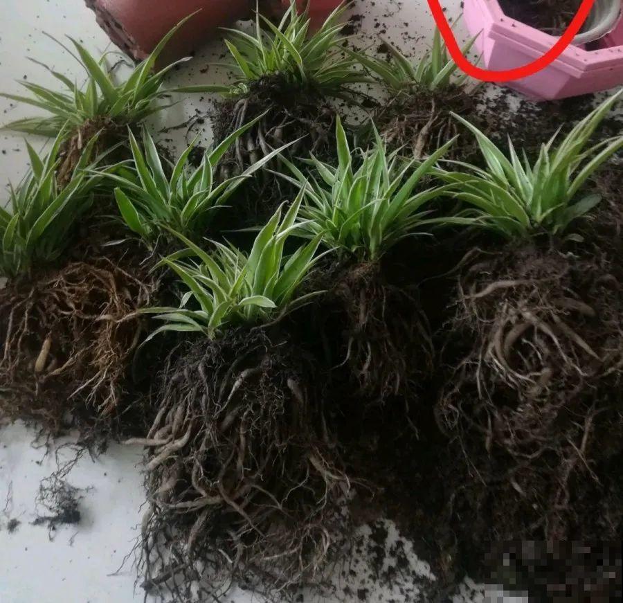 给这花换盆，土里扒出30个崽，根本不用扦插！