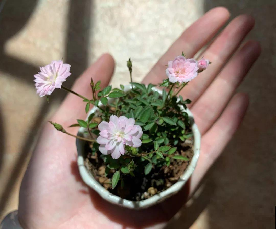 这花就用小盆养，盆越小越开花，比大盆更值钱！