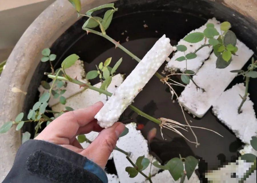 春天扦插，就教你一招不用花盆，一个比一个长得好！