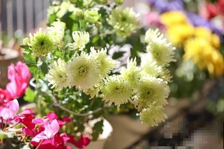 干净明亮的小窗台，适合养这花，谁见都夸漂亮！