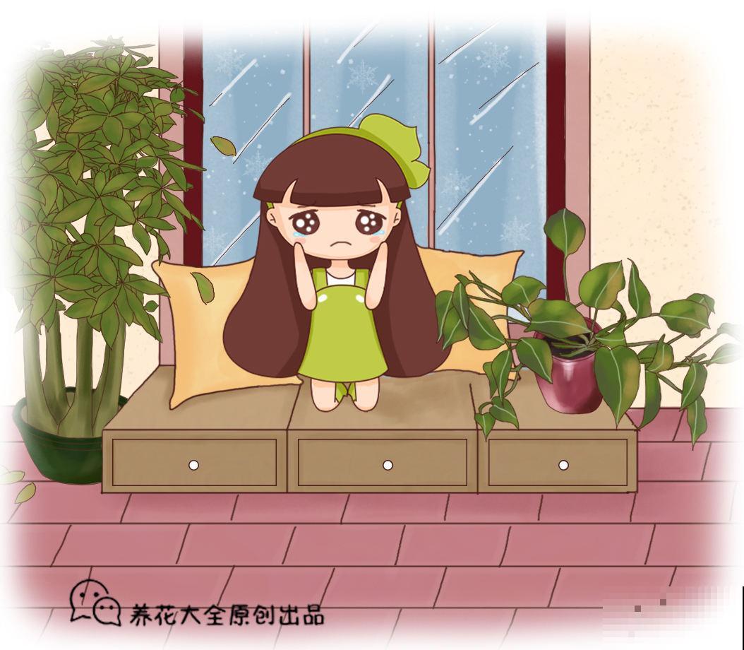 2种花，低于5℃赶紧搬进屋，否则冻得只剩盆