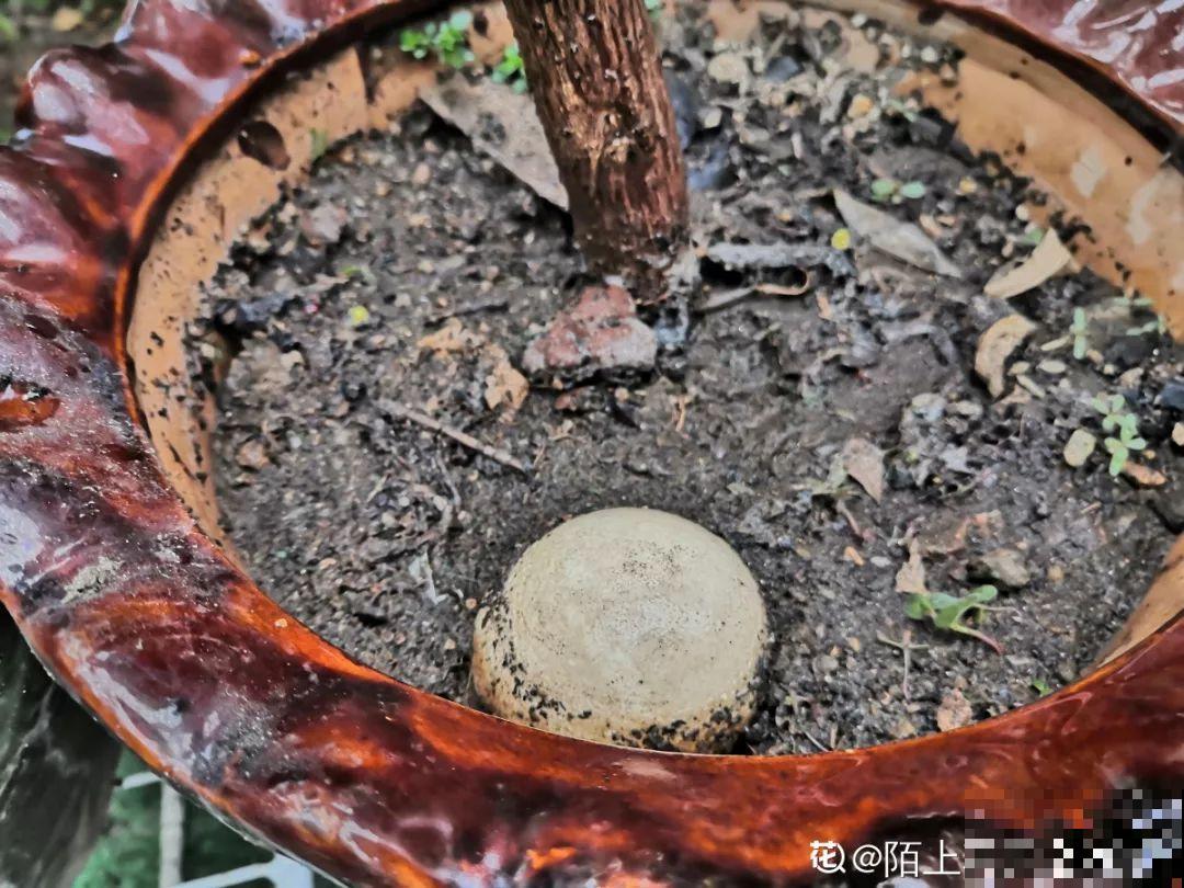 花养成光杆司令，别扔了、还有救，3天起死回生！