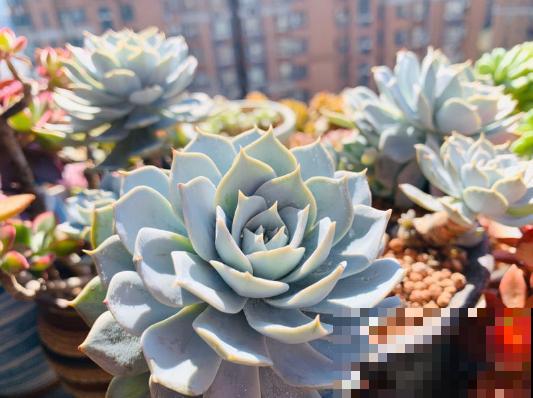 养花不能用大盆，这5种花挤在小盆里，才能长成精品！