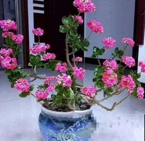 长寿花也能长成老桩，只要学会这几点，一冬就有成效！