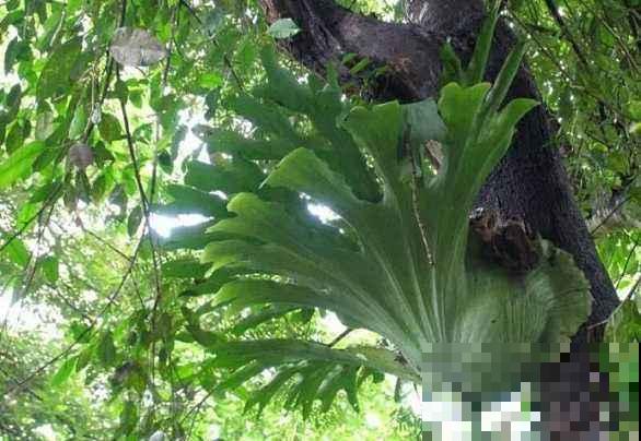 这种不用土就能长的植物，随便塞角落就呼呼长，喷点水就活！