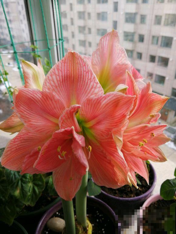 盆里种棵“洋葱头”，开花比脸还大，红红火火真吉祥！