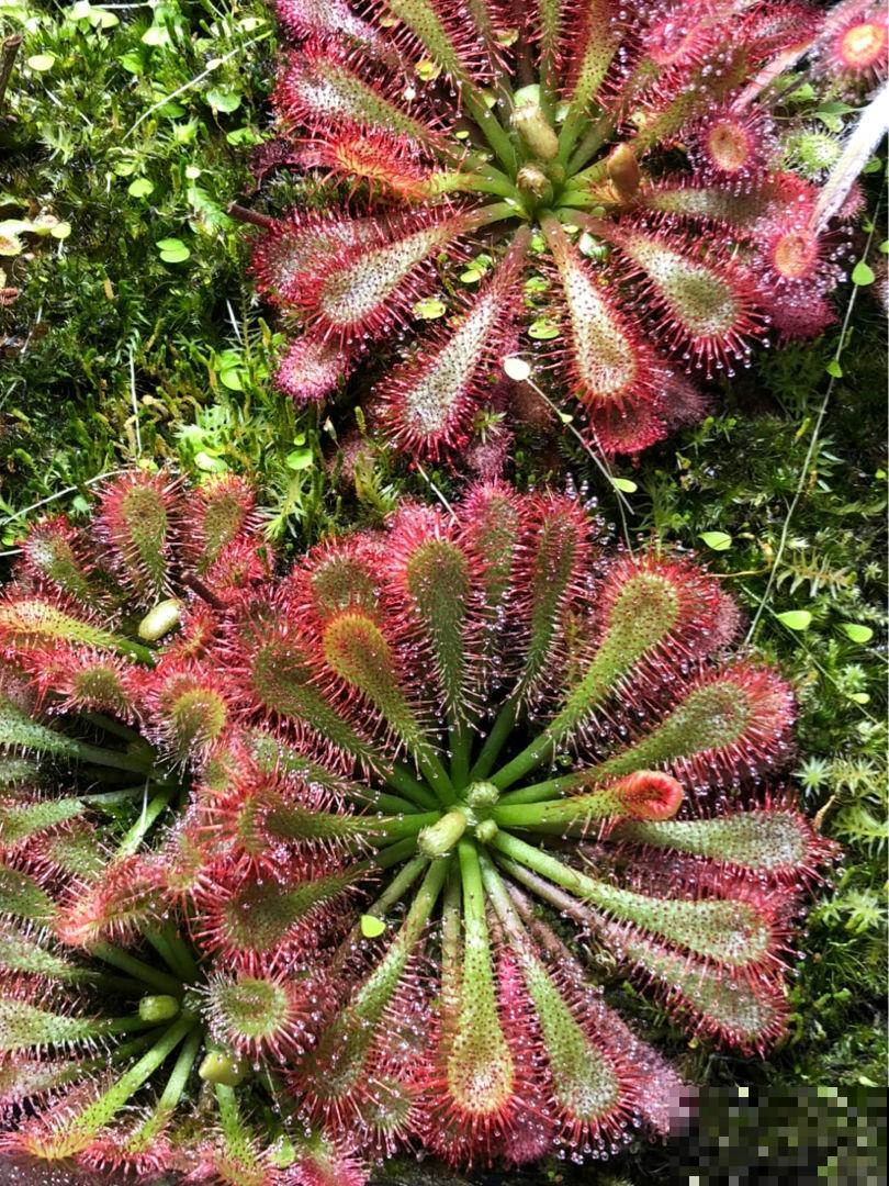 小时候常见的野草，竟是“肉食”植物，真是太奇特了