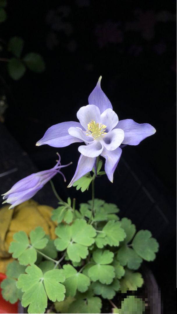 这花名字忒难听，开花却美炸，邻居全都抢着养