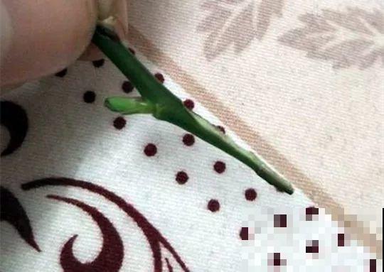 除了蟹爪兰，这花也能嫁接，开花的时候太美了！