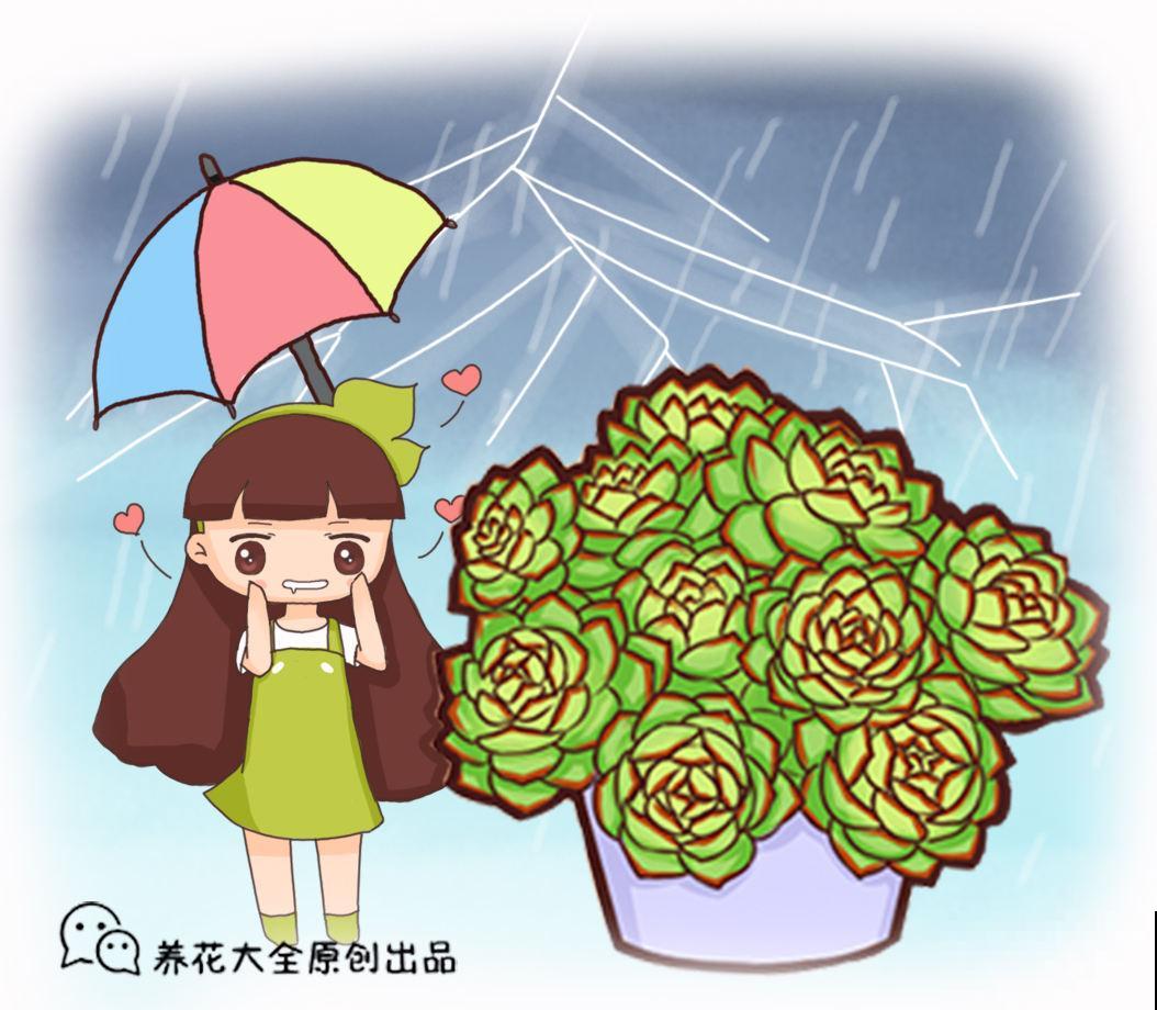 4种喜欢淋雨的花，搬到室外洗个澡，叶子油亮枝条壮