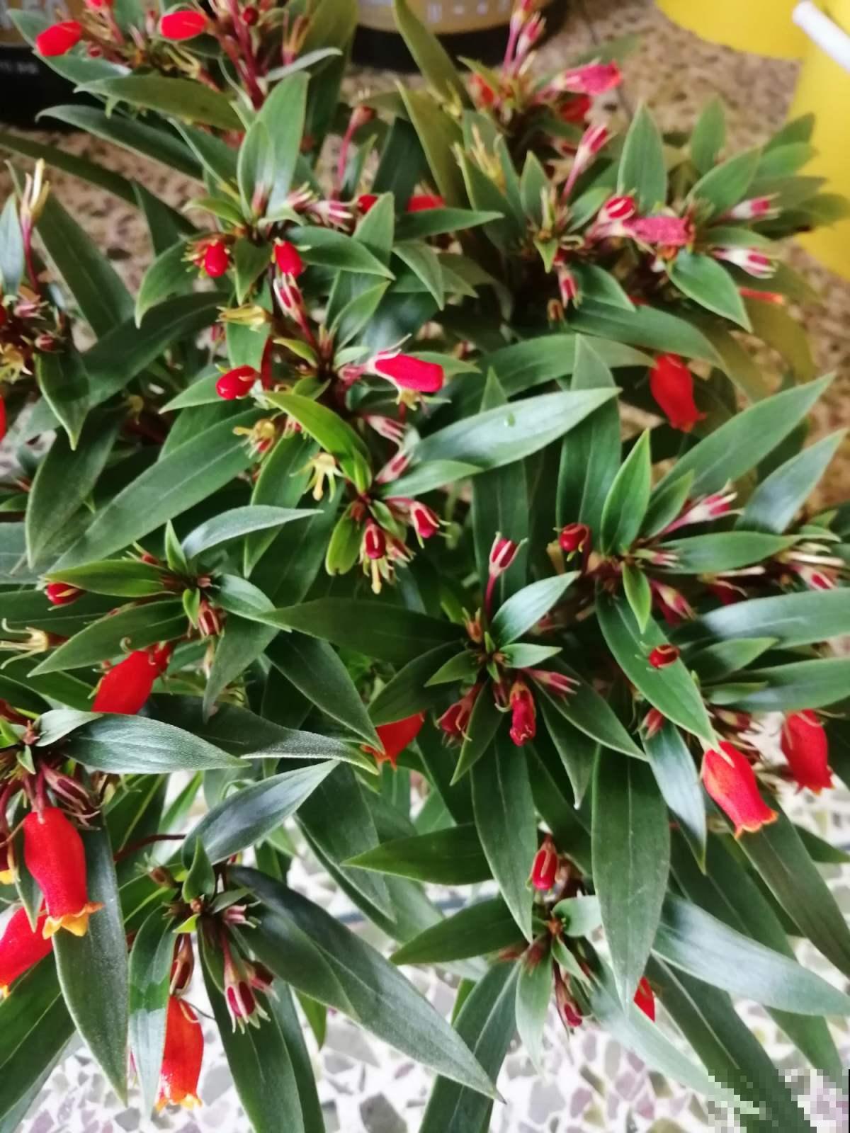 这花是大岩桐的“亲戚”，但模样却大不相同，开花太精致了！