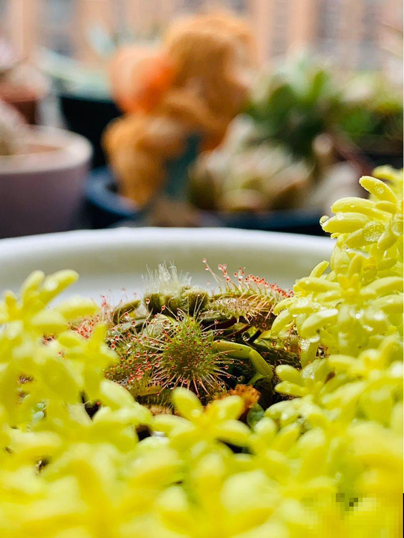 小时候常见的野草，竟是“肉食”植物，真是太奇特了