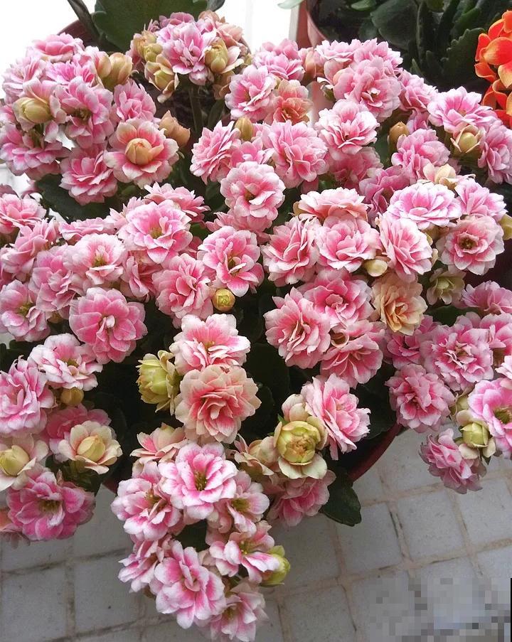 长寿花品种这么多，你只认识一种，太可惜！